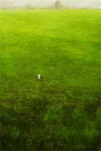 那年所愿空如梦爽文