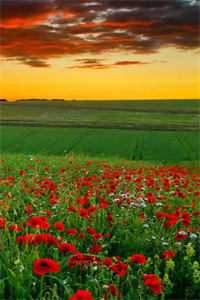 被污抄袭？我摘除了眼球！结局